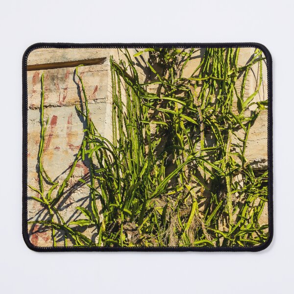 Item preview, Desert Cactus Climbing a Crumbling Concrete Wall Under Clear Blue Sky designed and sold by Nmallia.