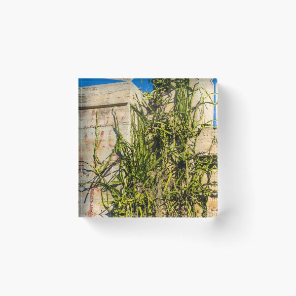 Item preview, Desert Cactus Climbing a Crumbling Concrete Wall Under Clear Blue Sky designed and sold by Nmallia.