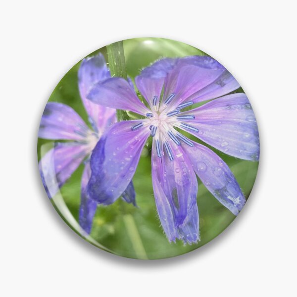 Item preview, Chicory Flowers  designed and sold by Amanda1775.