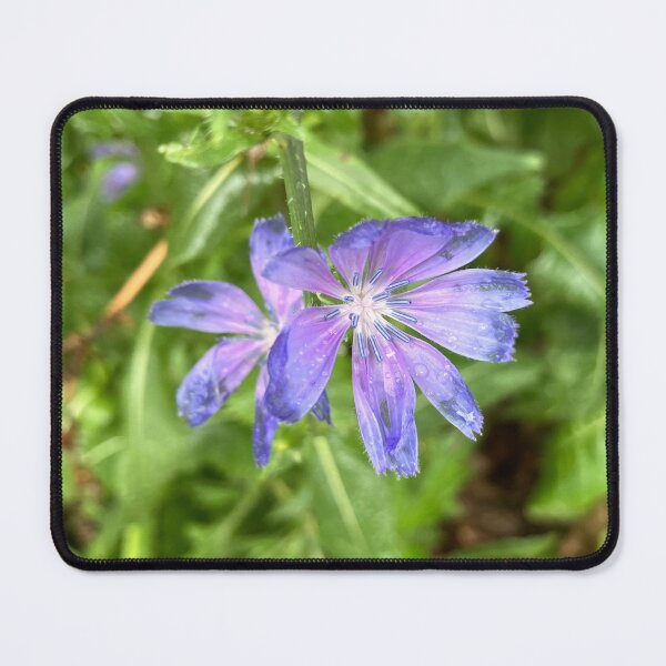 Item preview, Chicory Flowers designed and sold by Amanda1775.