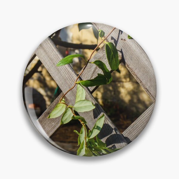 Item preview, Sunlit Wooden Lattice Fence With Ivy Growing Through Crisscross Panels designed and sold by Nmallia.