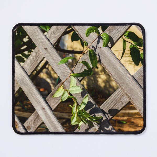 Item preview, Sunlit Wooden Lattice Fence With Ivy Growing Through Crisscross Panels designed and sold by Nmallia.