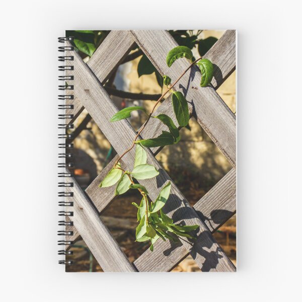 Item preview, Sunlit Wooden Lattice Fence With Ivy Growing Through Crisscross Panels designed and sold by Nmallia.