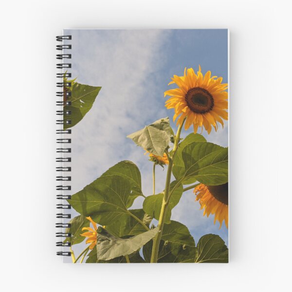 Item preview, Sunflowers Against Blue Sky, floral photography designed and sold by PrettyAround.