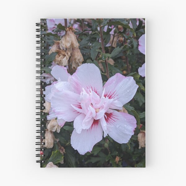 Item preview, Double Rose of Sharon Bloom, Pink and White Macro Photography designed and sold by PrettyAround.