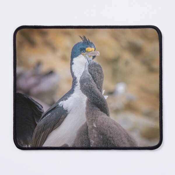 Item preview, Cormorant with Chicks on Nest Falkland Islands designed and sold by PhotoArt by Joan Carroll.