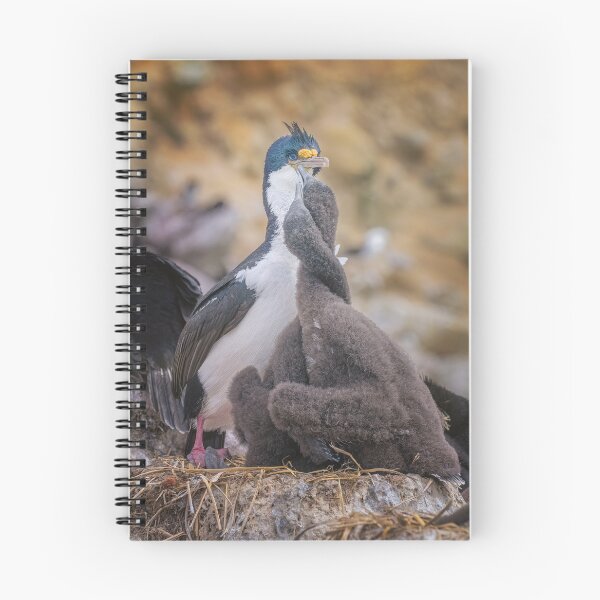 Item preview, Cormorant with Chicks on Nest Falkland Islands designed and sold by PhotoArt by Joan Carroll.