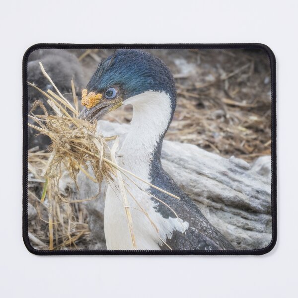 Item preview, Cormorant Collecting Nesting Material designed and sold by PhotoArt by Joan Carroll.