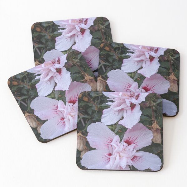 Item preview, Double Rose of Sharon Blooms, Layered Garden Photography designed and sold by PrettyAround.