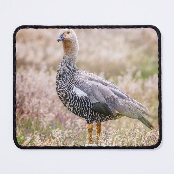 Item preview, Solitary Goose in Meadow designed and sold by PhotoArt by Joan Carroll.