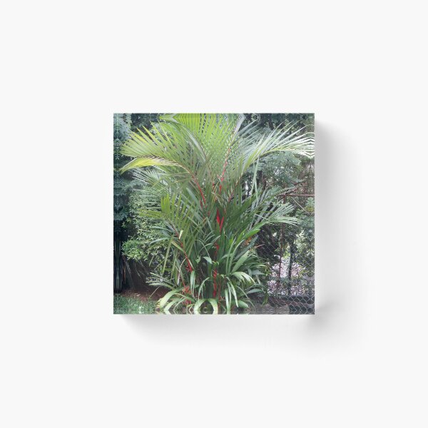 Item preview, Red Lipstick Palm designed and sold by GardenGrove75.
