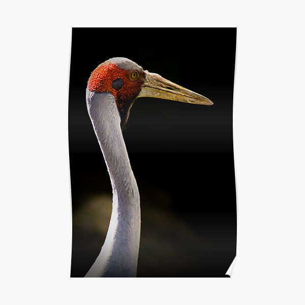 Elegance Poster