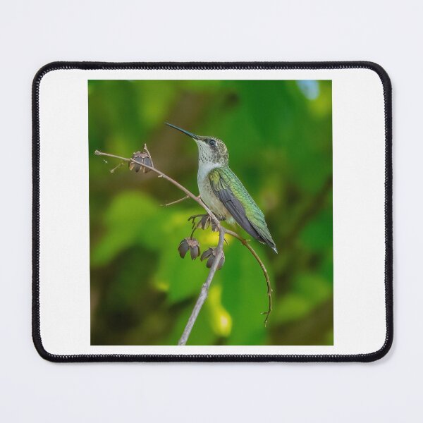 Item preview, Portrait of a Hummingbird  designed and sold by Lanis Rossi.