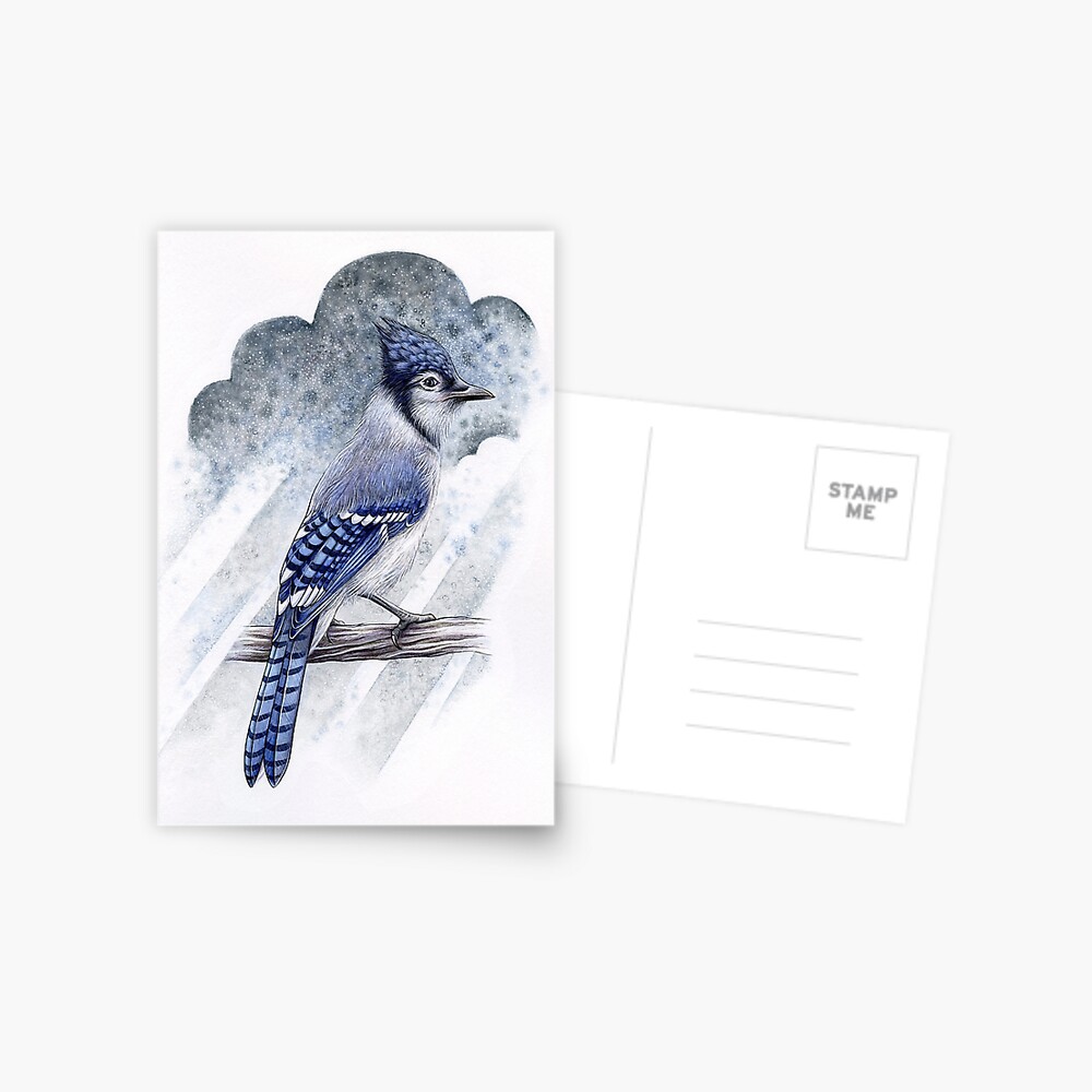 Blue Jay Postcard