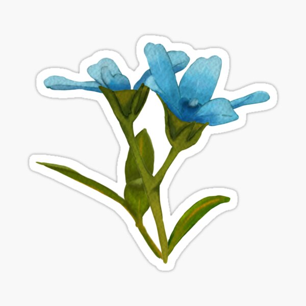 Digital Painting | Tweedia Blooms Sticker