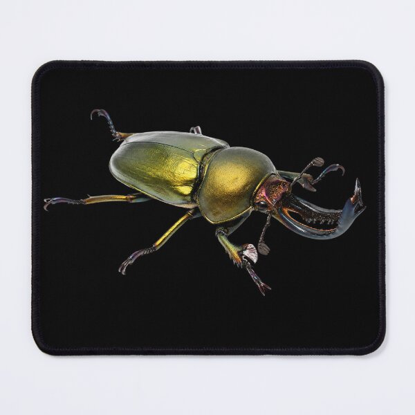 Item preview, Golden Stag Beetle Lamprima adolphinae Realistic Style  designed and sold by Harpagann.