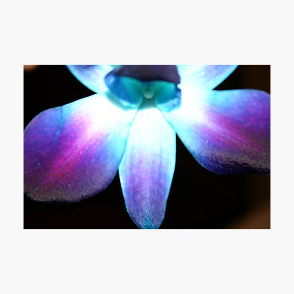 Blue Orchid (Bow Down & Surrender) Photographic Print