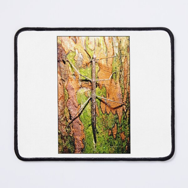 Item preview, Walking Stick Insect, Protective Coloration designed and sold by AMacGPhilly.