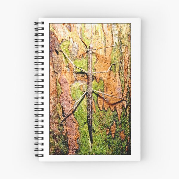 Item preview, Walking Stick Insect, Protective Coloration designed and sold by AMacGPhilly.