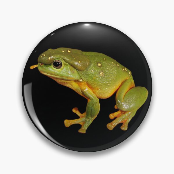 Item preview, Litoria splendida (Magnificent Tree Frog) designed and sold by Cozy-Croaker.
