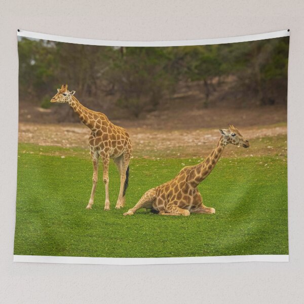 Item preview, Juvenile Giraffes  designed and sold by Stephen Jolly Photography.