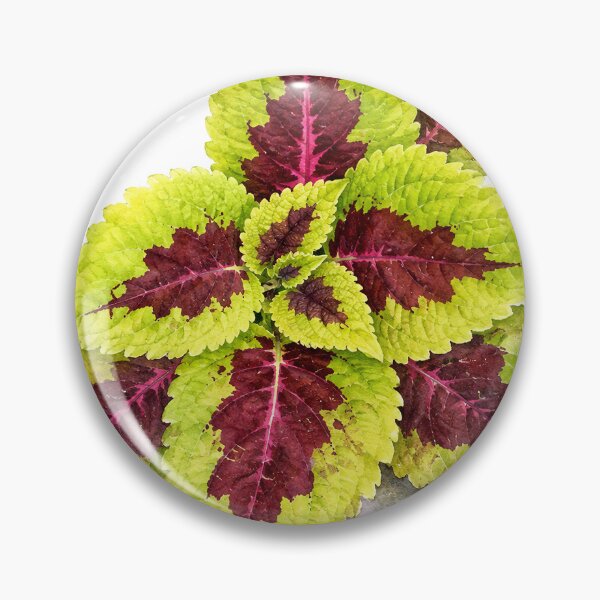 Item preview, Colorful Coleus Botanical Watercolor designed and sold by Shew Gallery.