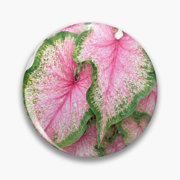 Item preview, Pink Caladium Leaves Botanical Watercolor designed and sold by Shew Gallery.