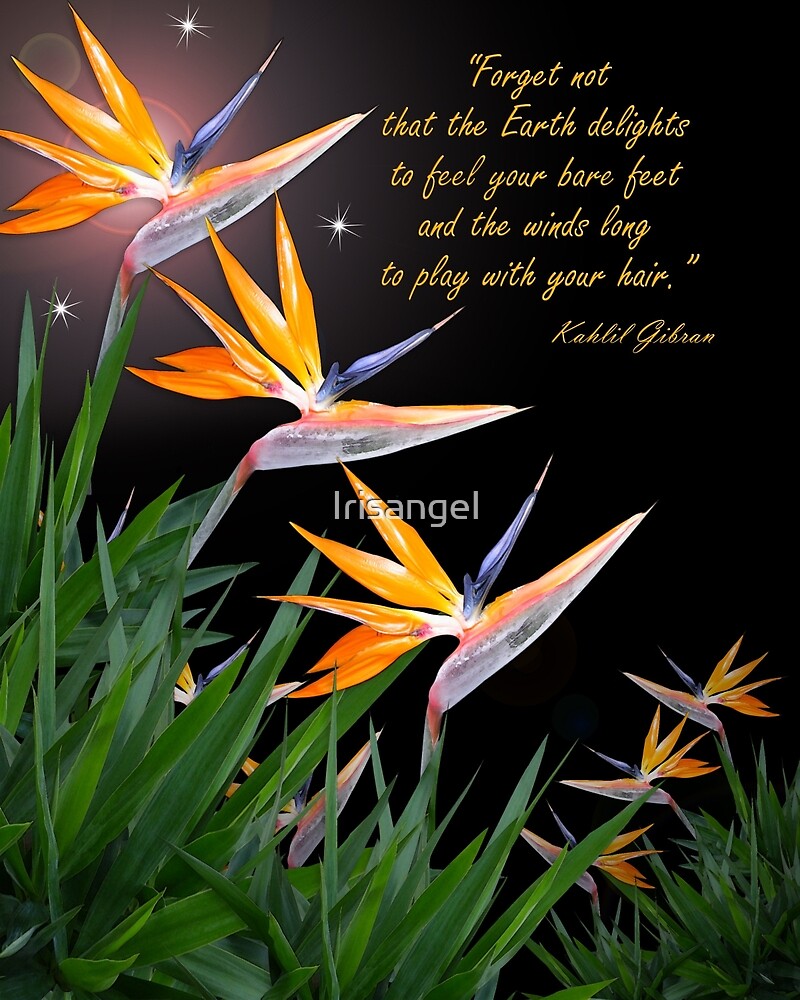 "Bird Of Paradise Flowers With Kahlil Gibran Quote" By Irisangel ...