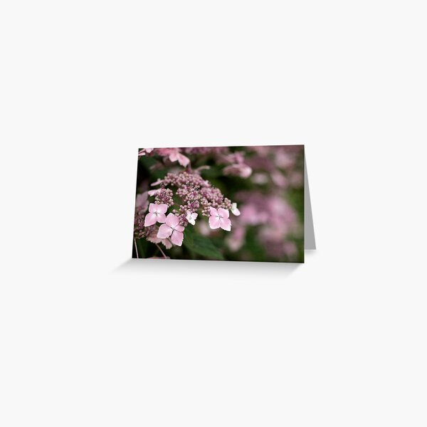 Pink Lace Greeting Card