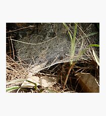 web. Photographic Print