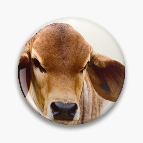 Item preview,    BRAHMAN CALF, FOR COUNTRY THEMED DECOR designed and sold by Barbara Jean Photo Art And Design.