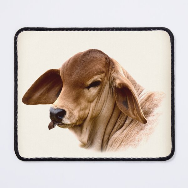 Item preview,   BRAHMAN CALF,  COUNTRY WALL ART FOR HOME DECOR designed and sold by Barbara Jean Photo Art And Design.