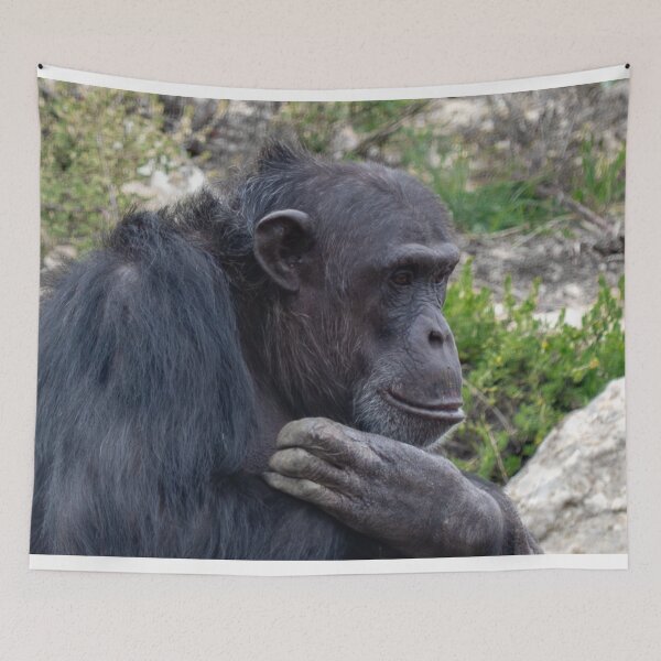 Item preview, Contemplative  designed and sold by Stephen Jolly Photography.