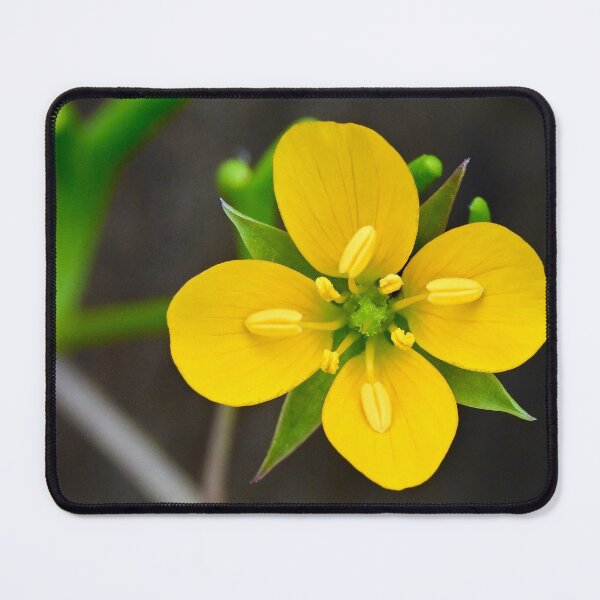 Item preview, Yellow Wildflower designed and sold by Likoca Photography.
