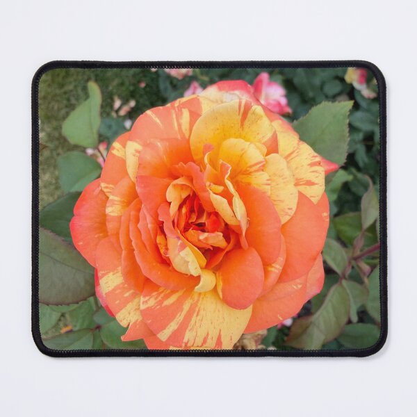 Item preview, Orange rose designed and sold by emiliabuntz.