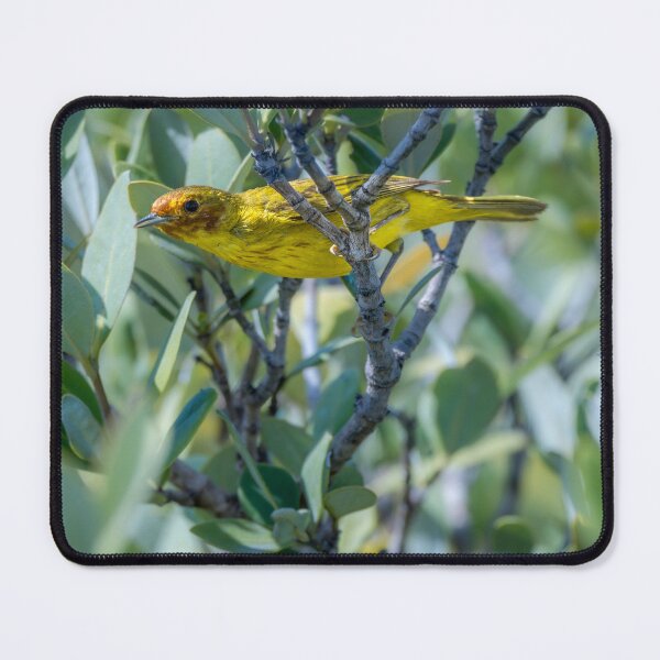 Item preview, Mangrove Warbler At Home designed and sold by Debra Martz.