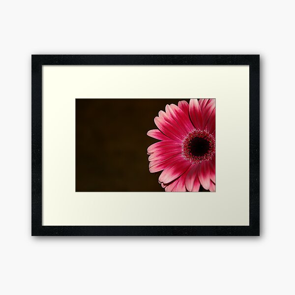 Pink & White Gerbera Framed Art Print