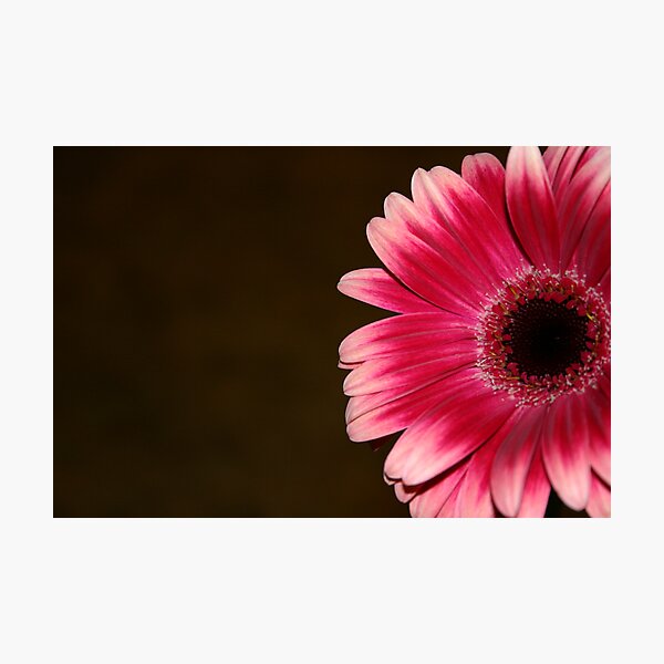 Pink & White Gerbera Photographic Print