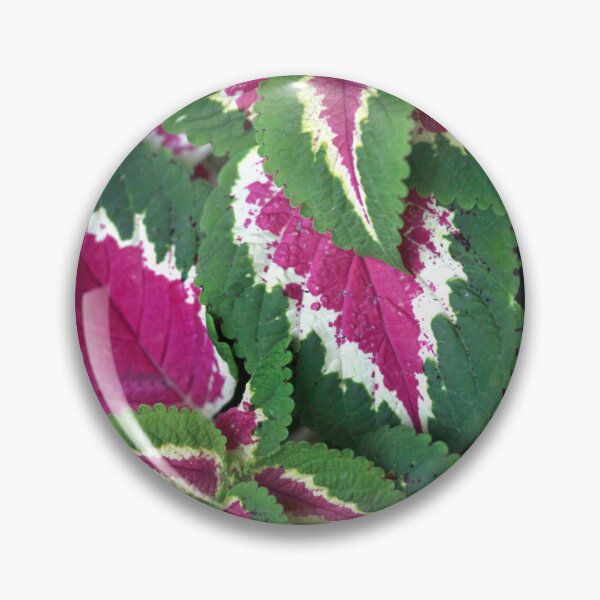 Item preview, Colorful leaves of summer plant designed and sold by olena2552.