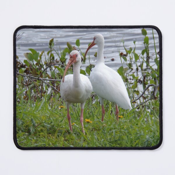 Item preview, American White Ibises designed and sold by SquaresArt.