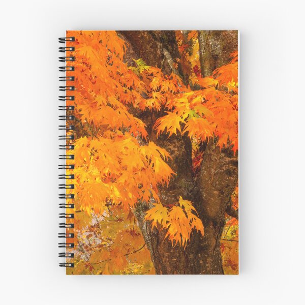 Item preview, Vibrant Autumn sweet gum Tree designed and sold by jklune.