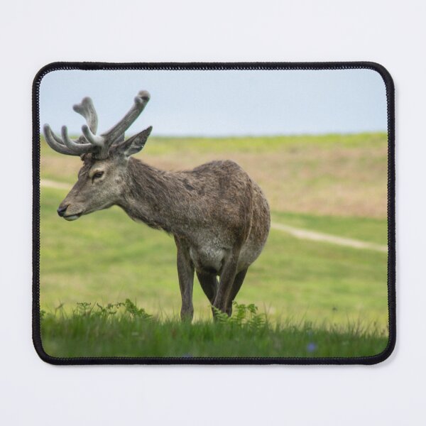 Item preview, Young stag at bradgate park designed and sold by FrenchyA.