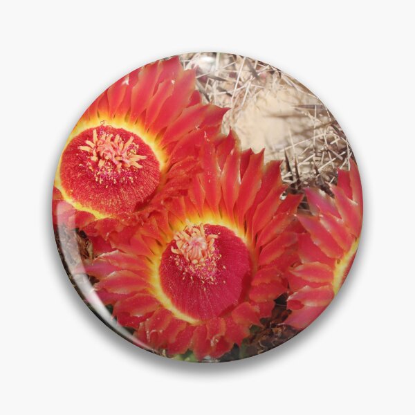 Item preview, Beautiful Lovely Barrel Cactus Flowers designed and sold by simonjayphotos.