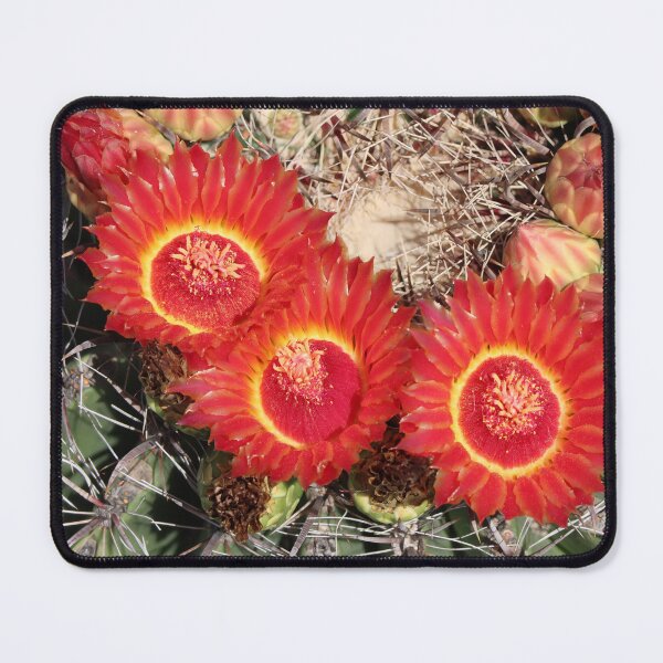 Item preview, Beautiful Lovely Barrel Cactus Flowers designed and sold by simonjayphotos.
