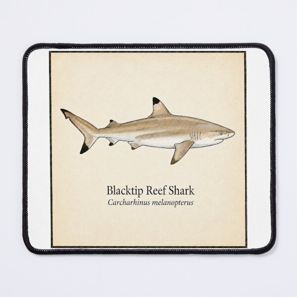 Item preview, Blacktip Reef Shark Vintage Scientific Illustration designed and sold by KenworksDigital.