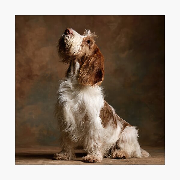 Item preview, Grand Basset Griffon Vendeen Looking Up designed and sold by Elisabeth Lucas.