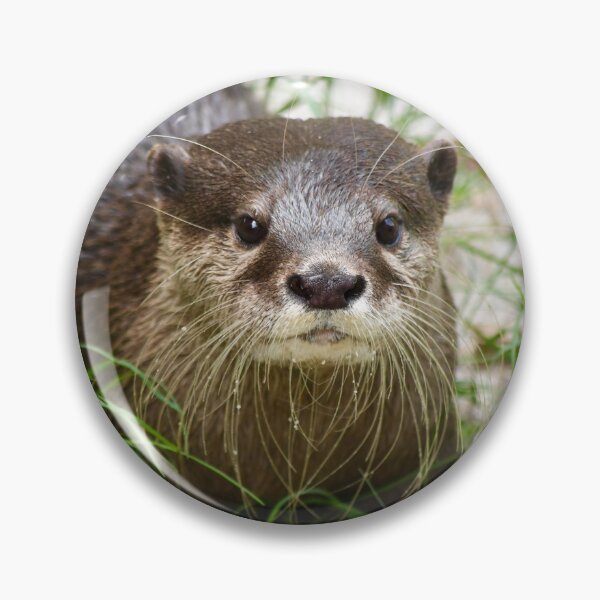 Item preview, Curious Otter in the Grass designed and sold by richardbryce.