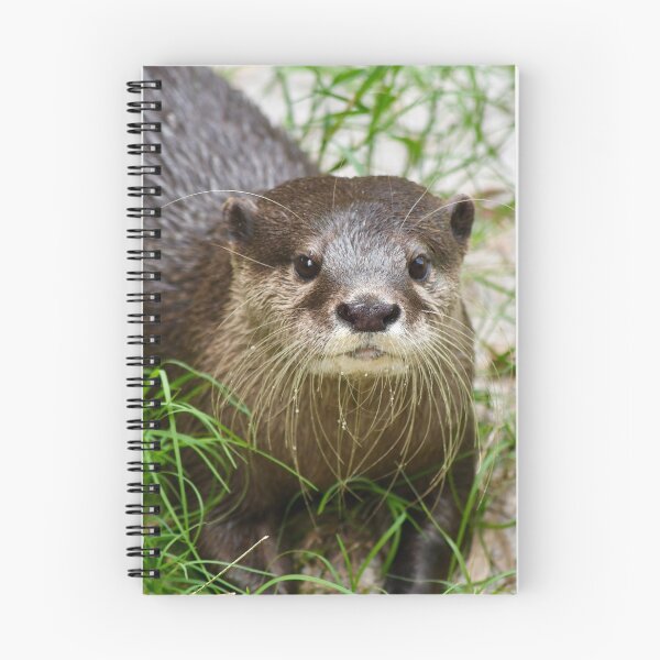 Item preview, Curious Otter in the Grass designed and sold by richardbryce.
