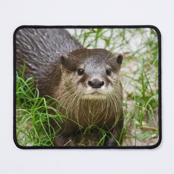 Item preview, Curious Otter in the Grass designed and sold by richardbryce.