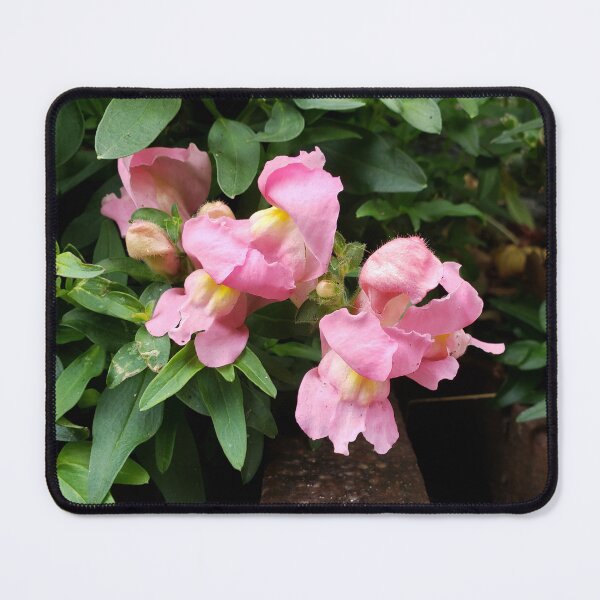 Item preview, Storm Drain Snapdragons 3 designed and sold by concretebotany.